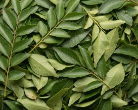 Ceylo_Curry_Leaves