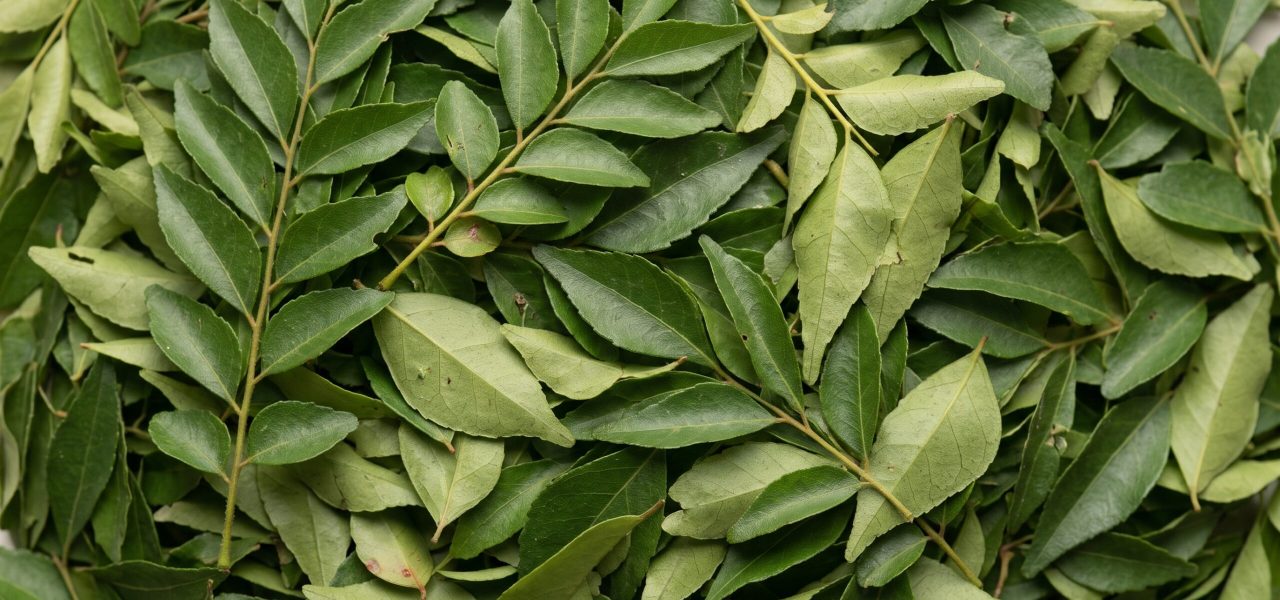 Ceylo_Curry_Leaves