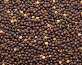 Mustard_Seds