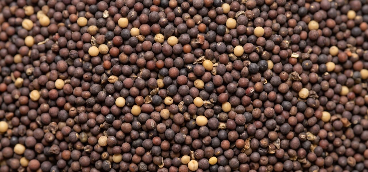 Mustard_Seds